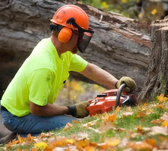 tree services Pigeon Creek